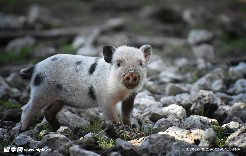 可爱小猪在碎石间行走