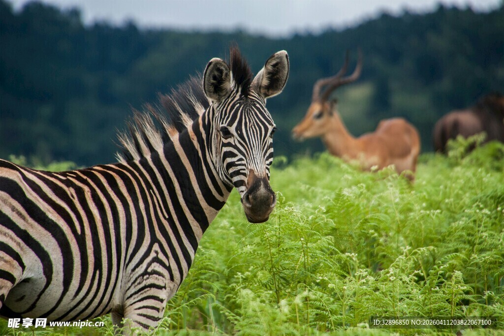 草原上的斑马与鹿群