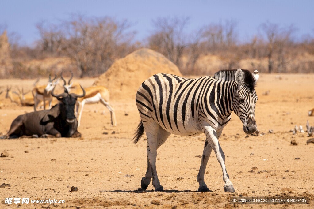 草原上的斑马与卧躺野牛