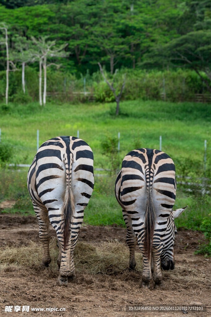 双斑马于草地低头进食