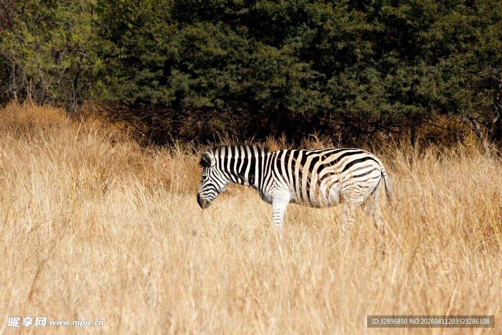 草原上独行的斑马