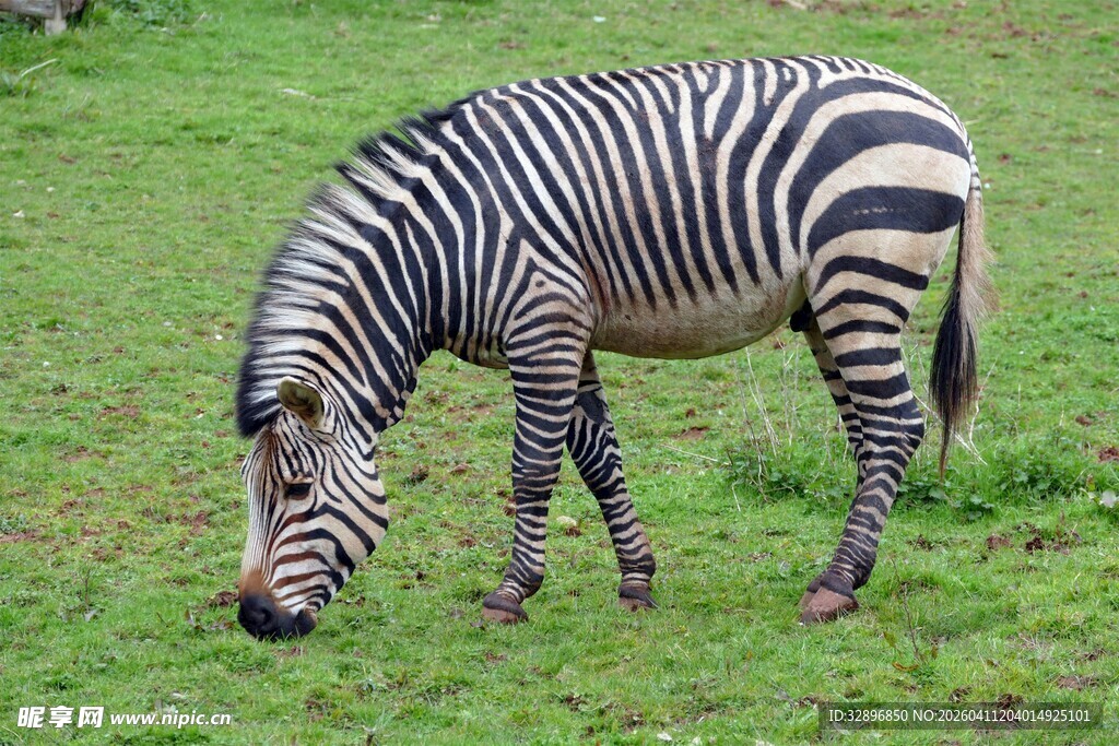 斑马草地低头进食