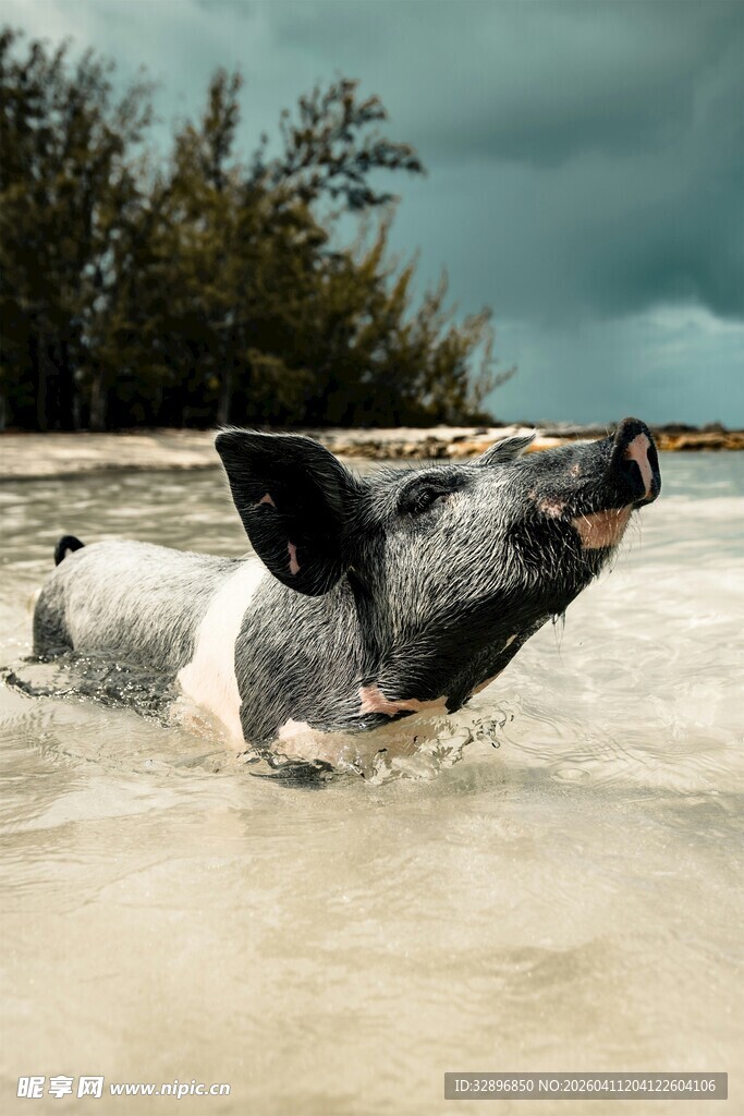 海滩上惬意泡澡的小猪