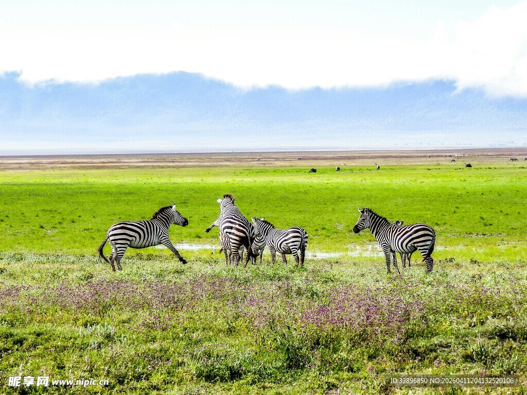 草原上奔跑的斑马群