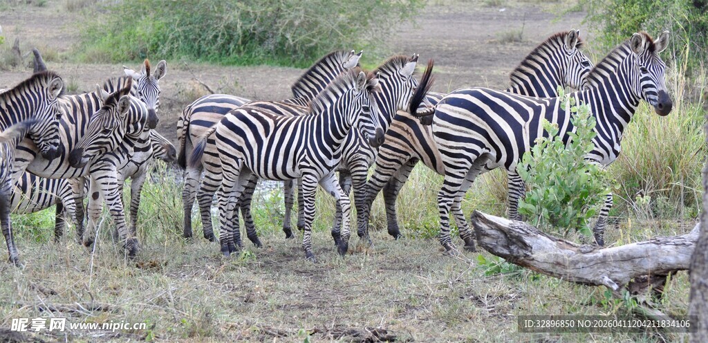 草原上成群的斑马