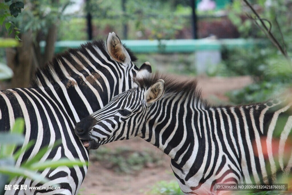 斑马母子亲昵互动