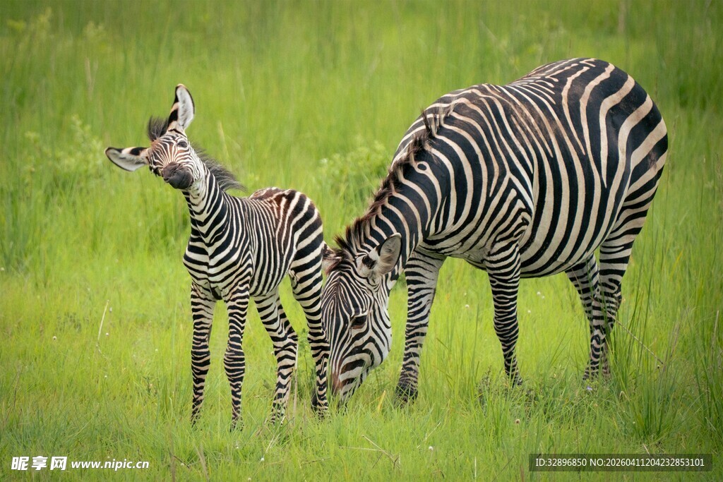 斑马母子在绿草地