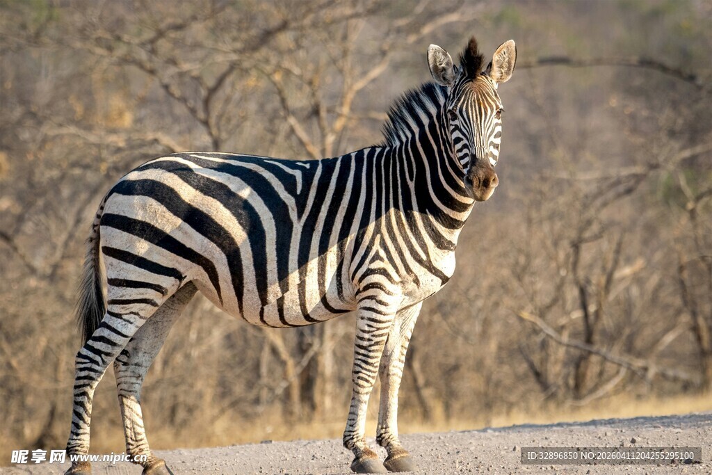 站立的斑马