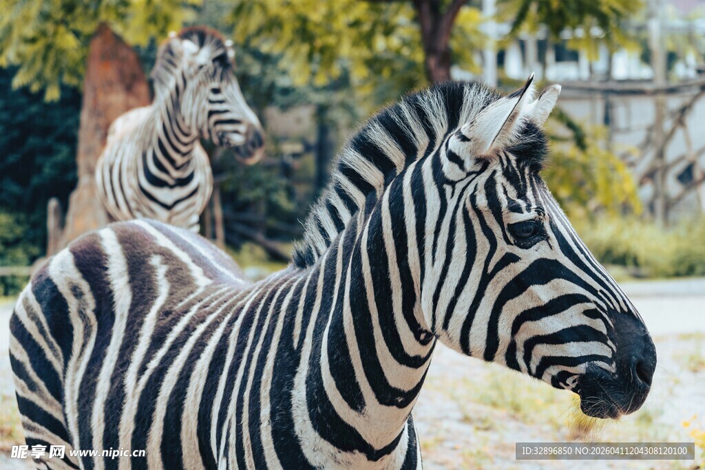斑马在户外的悠闲时刻
