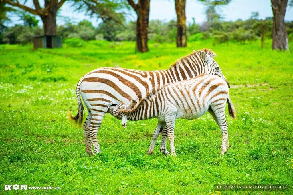 草原上亲昵的斑马母子