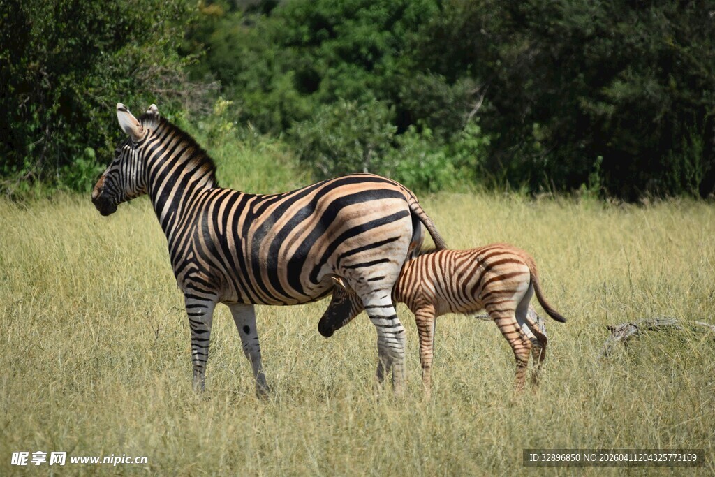 草原上的斑马母子