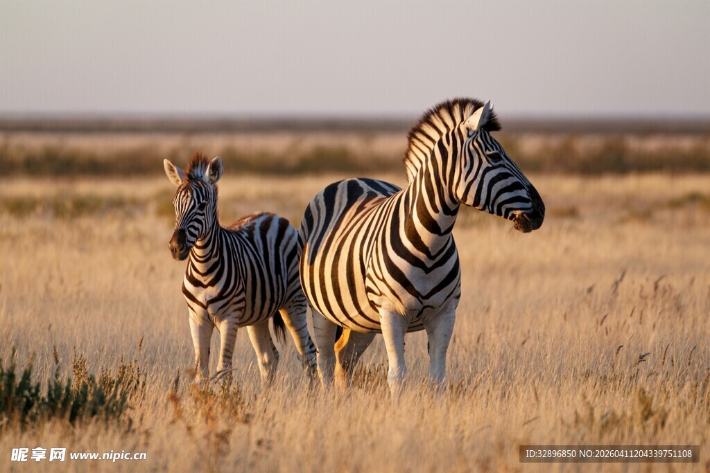 草原上的斑马母子