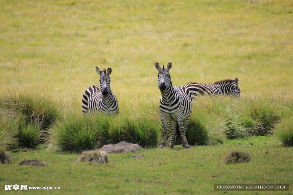 草原上的斑马群