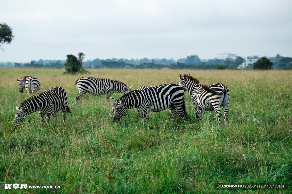 草原上的斑马群