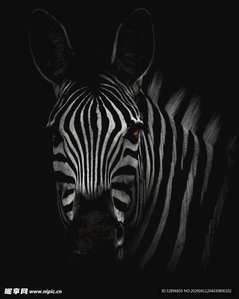 黑白条纹下的斑马特写