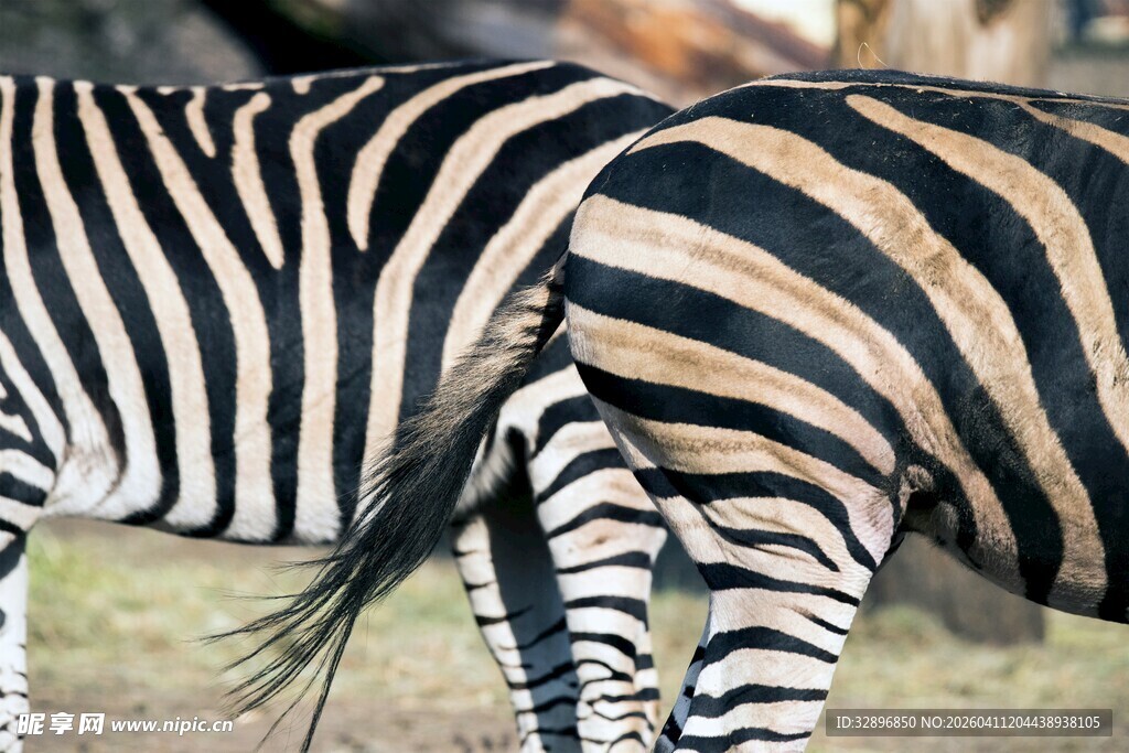 斑马臀特写