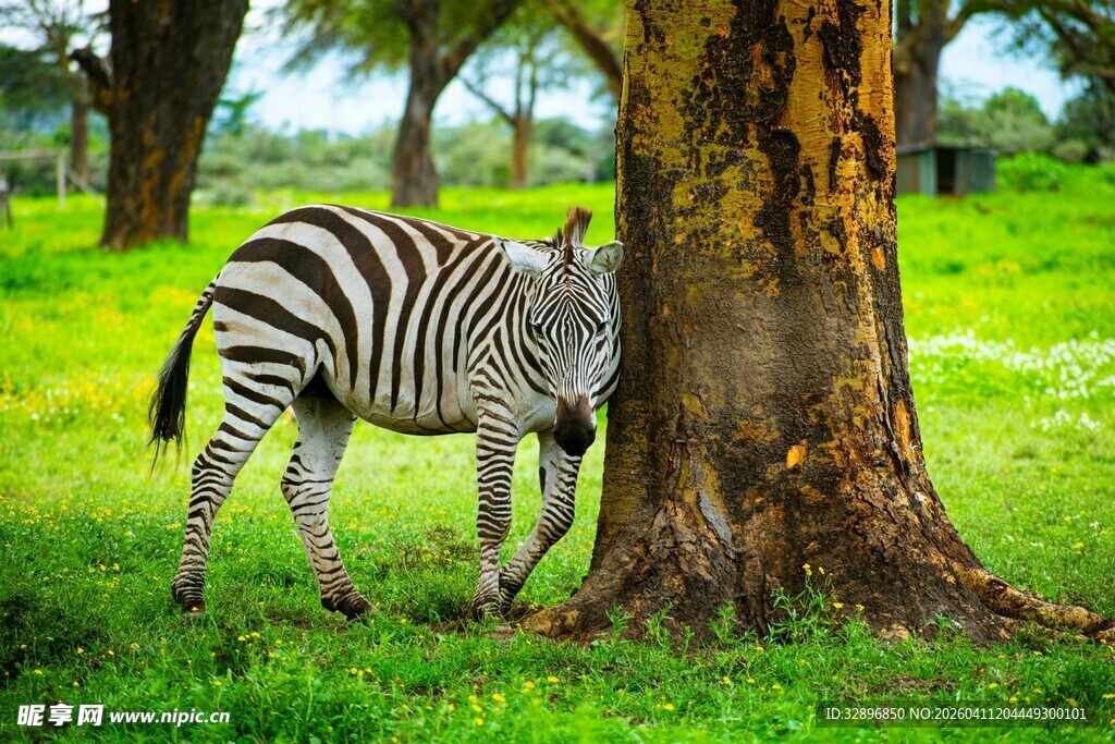 斑马依偎树干享受宁静