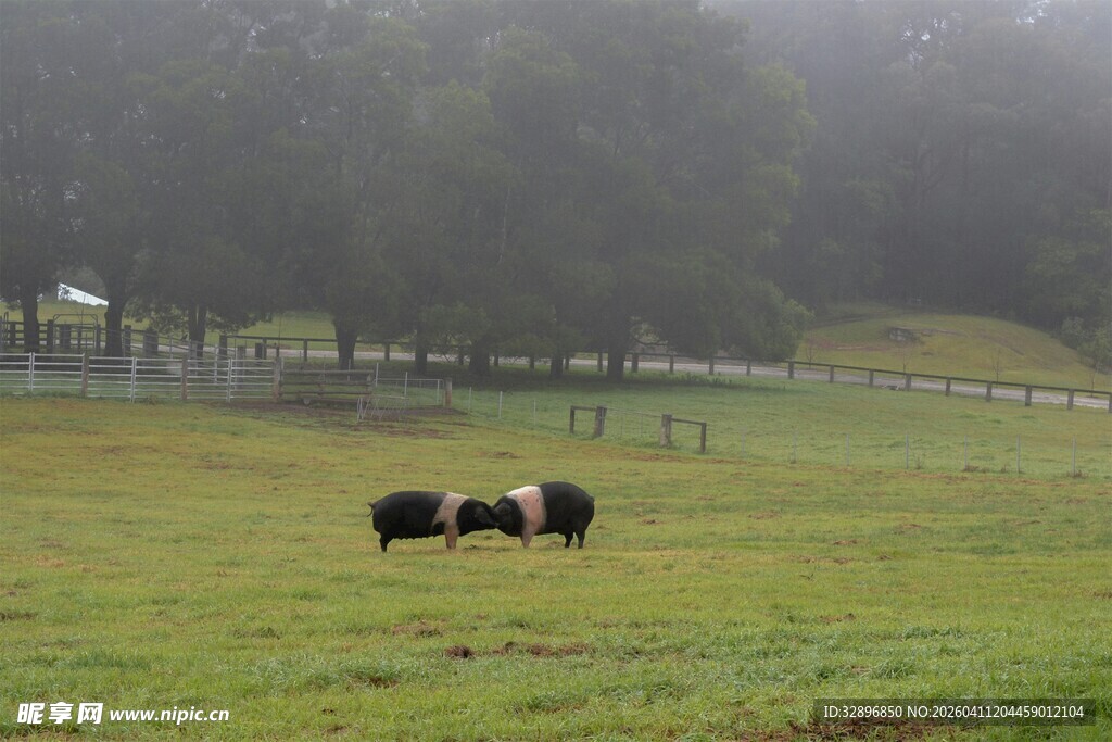 雾中草原上的牛群