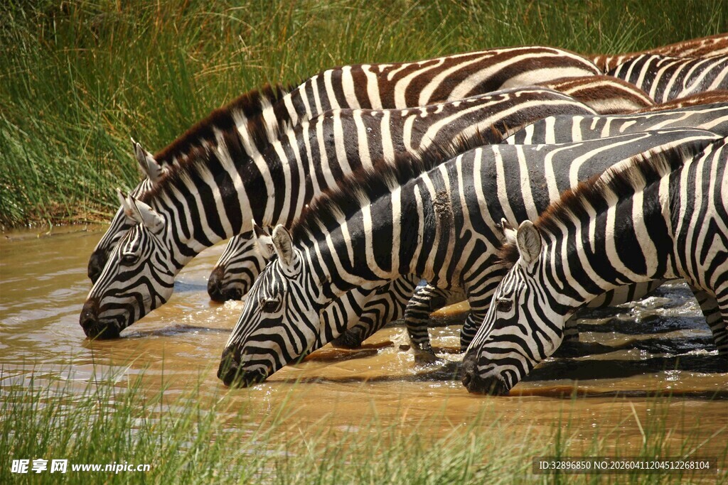 斑马群于水边低头饮水