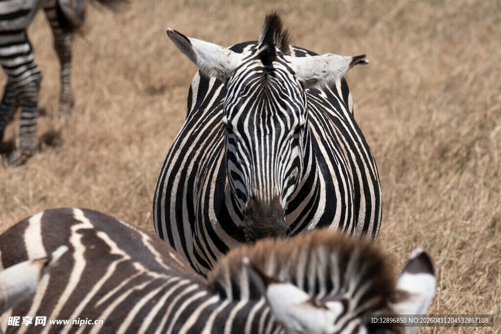 草原上的斑马群