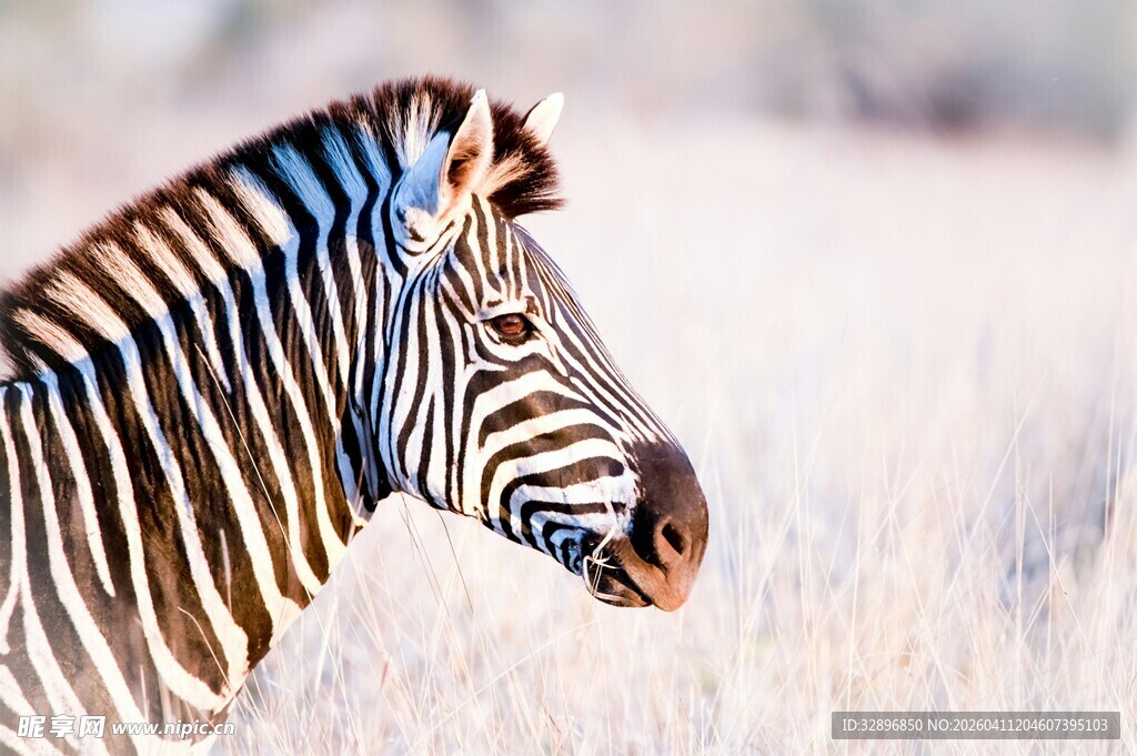 草原上的斑马特写