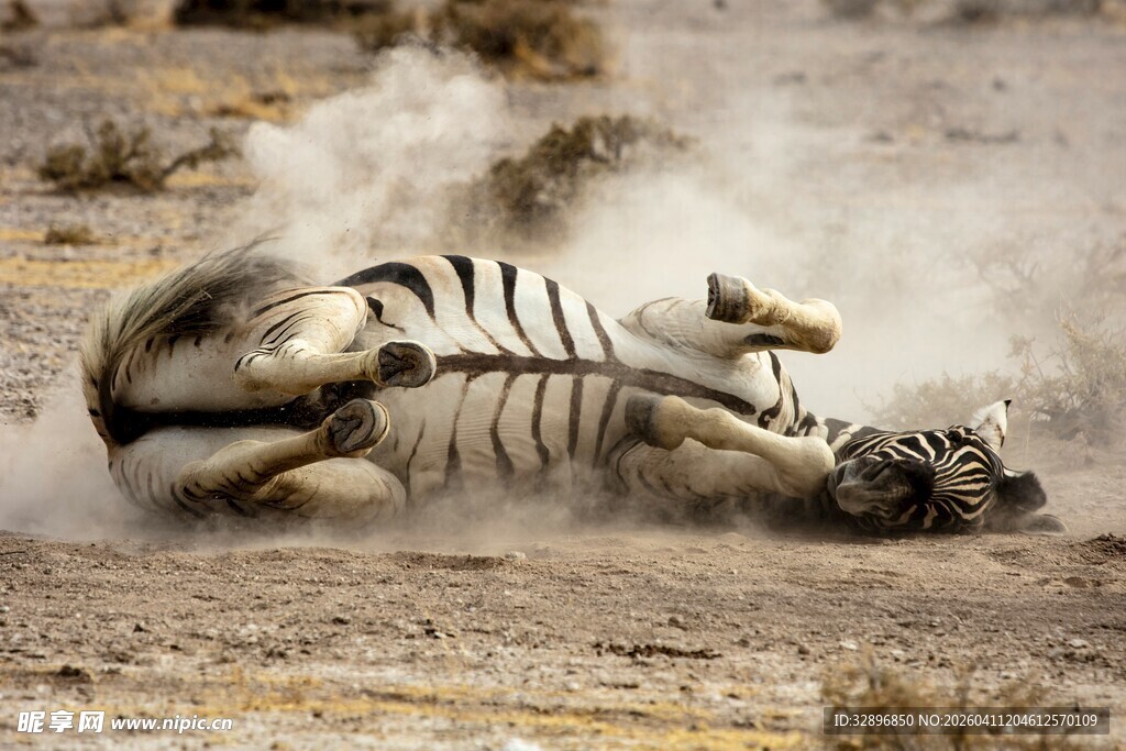斑马躺地翻滚扬起尘土