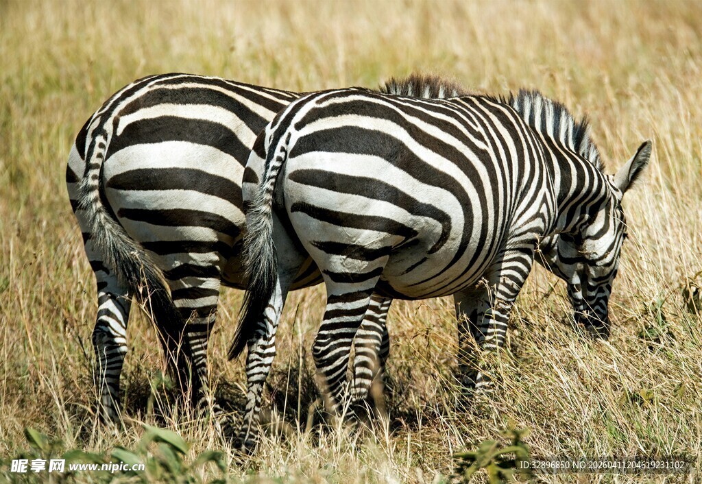 双斑马在草原低头觅食