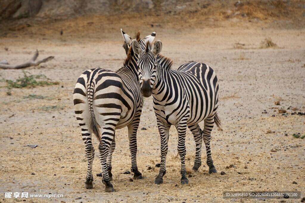 草原上亲昵的两只斑马