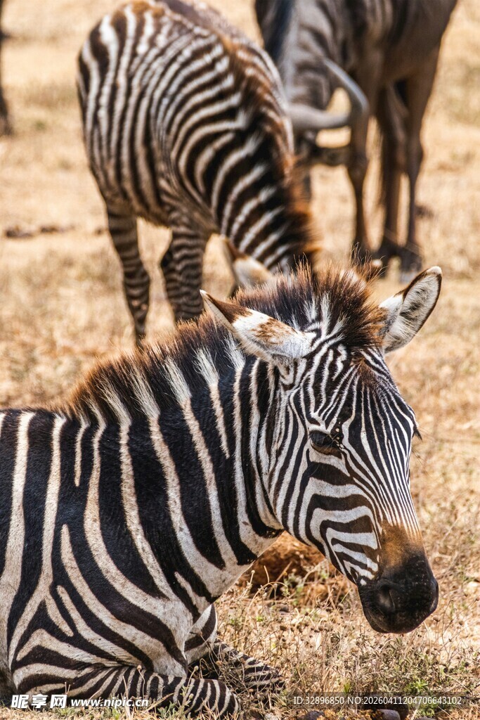 草原上休憩的斑马群