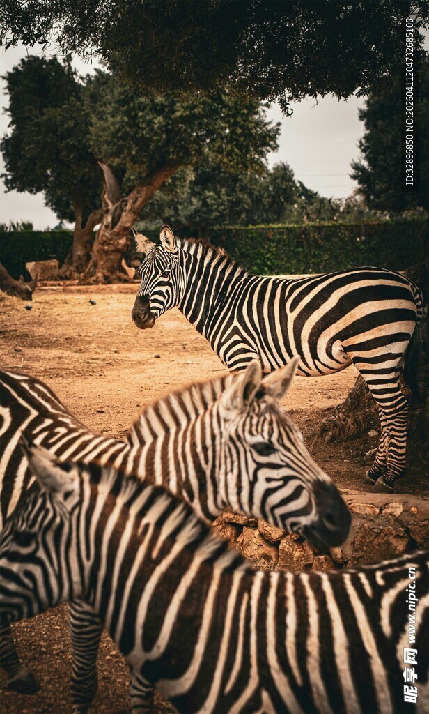 草原上的斑马群