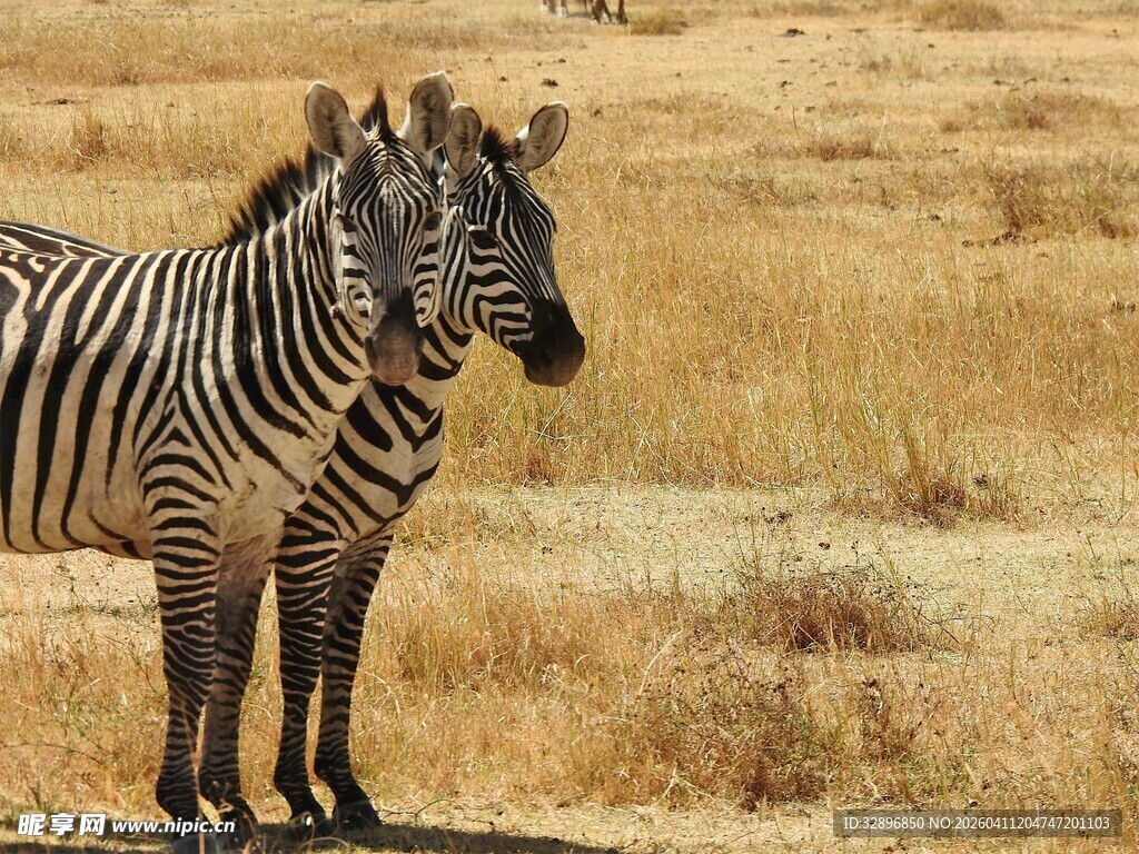 草原上的两只斑马