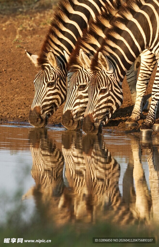 斑马群水边饮水倒影画面