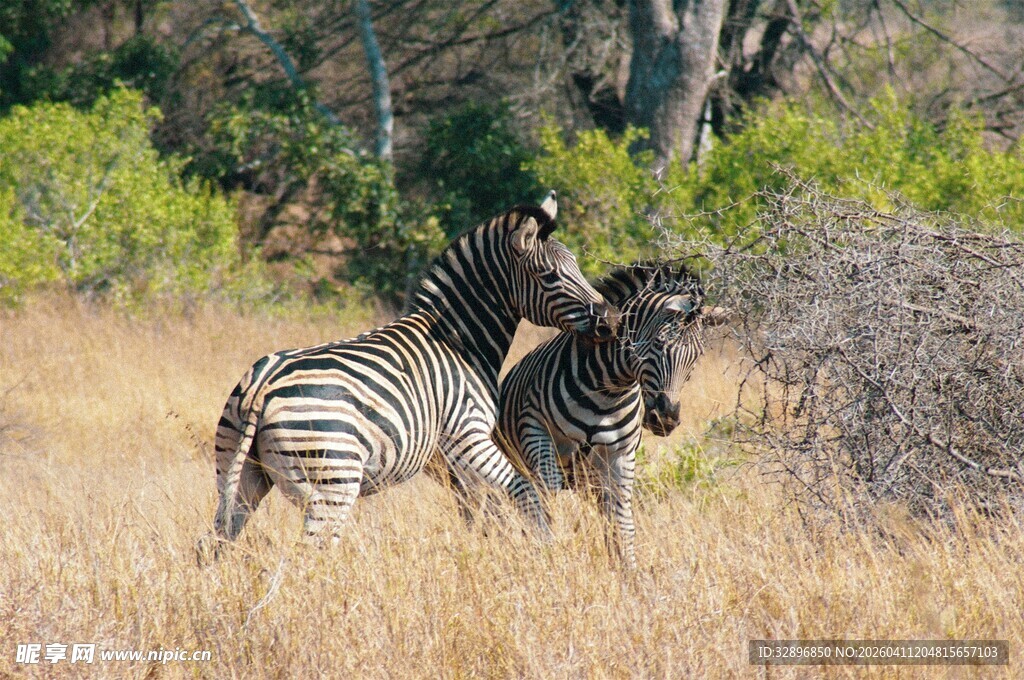 草原上互动的两只斑马