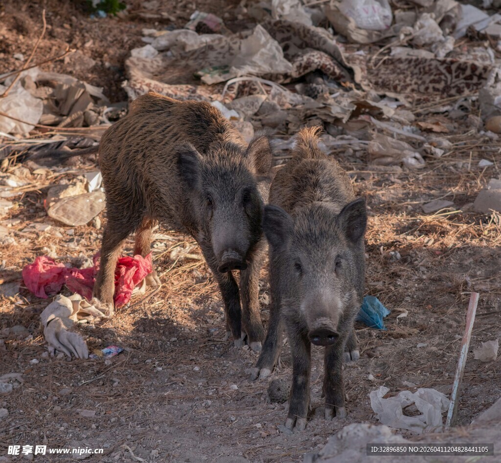 野外的两只野猪