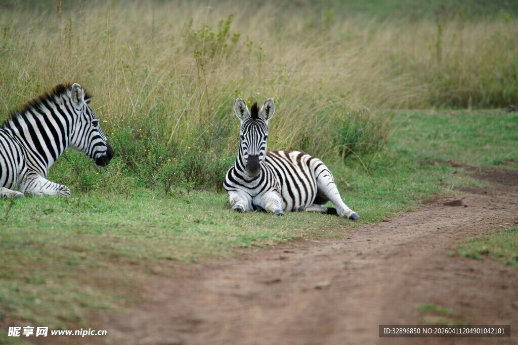 草原上休憩的斑马