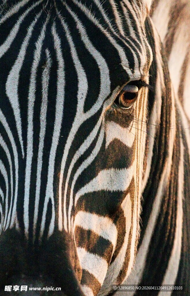 斑马头部特写