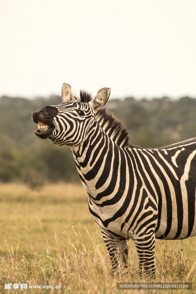 草原上张嘴的斑马
