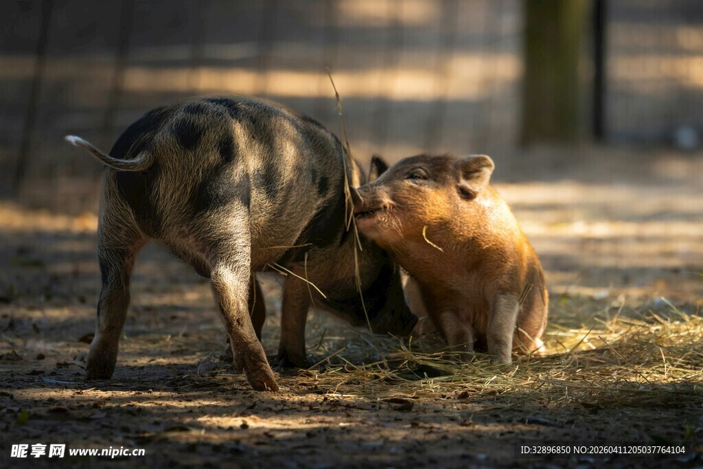 野猪母子亲昵互动场景