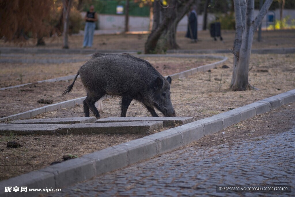 公园中觅食的野猪