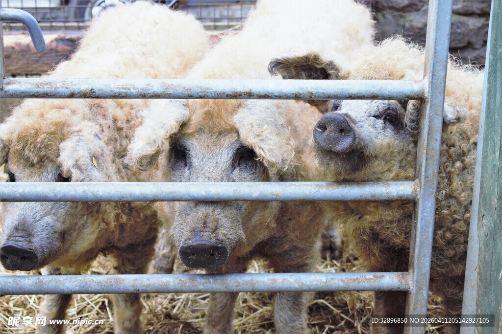 羊圈里的几只可爱绵羊
