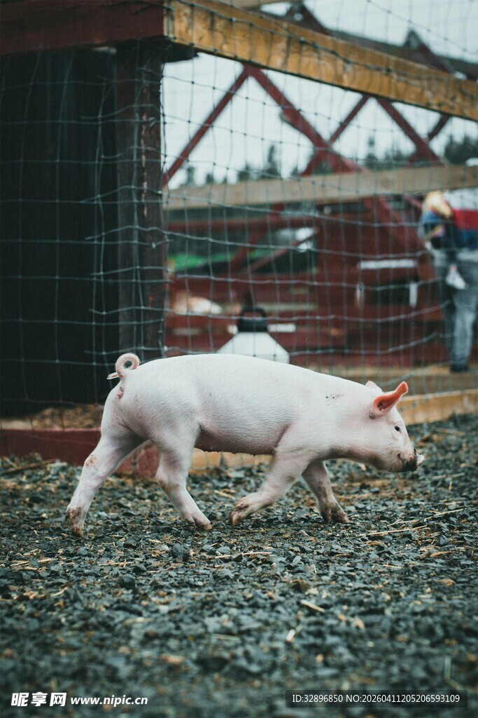 小猪在户外碎石地行走
