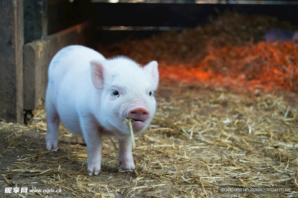 可爱小白猪站在干草上