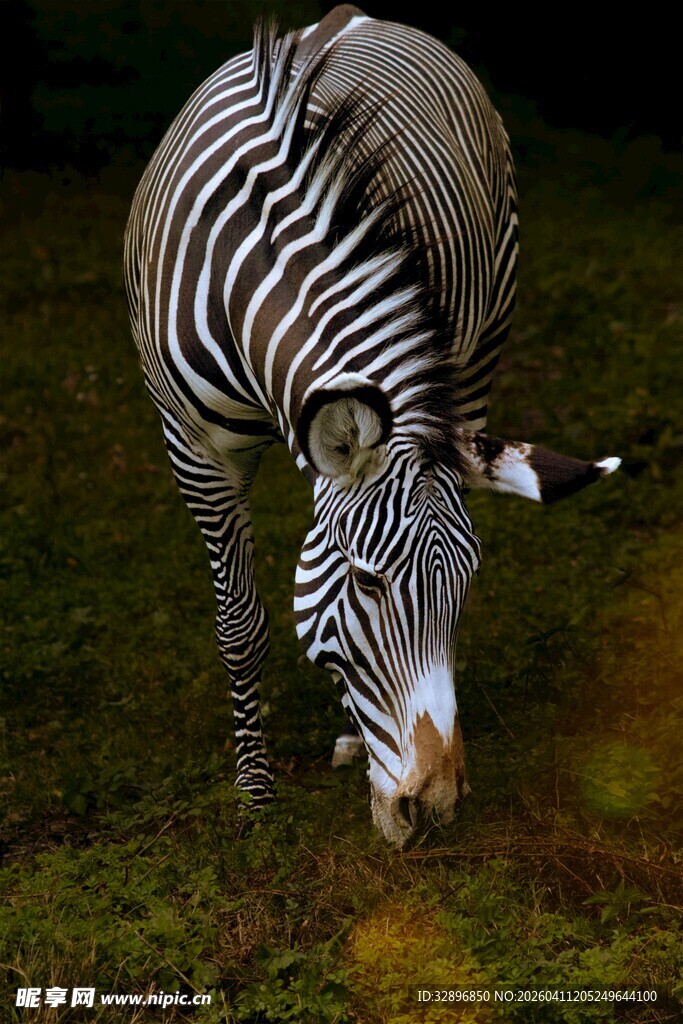 低头吃草的斑马