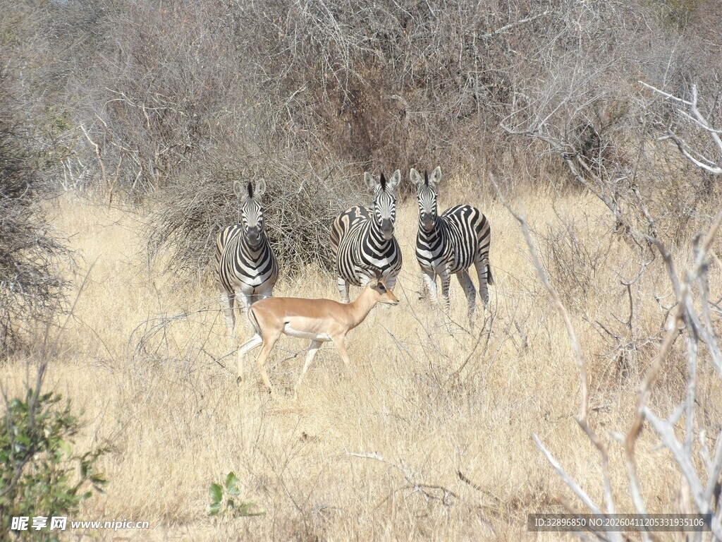 草原上的羚羊与野犬