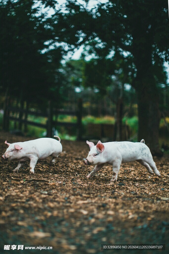 户外奔跑的两头小白猪