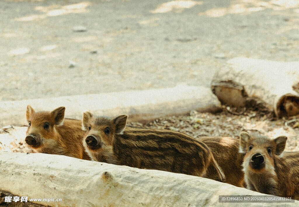 可爱小猪挤在一起