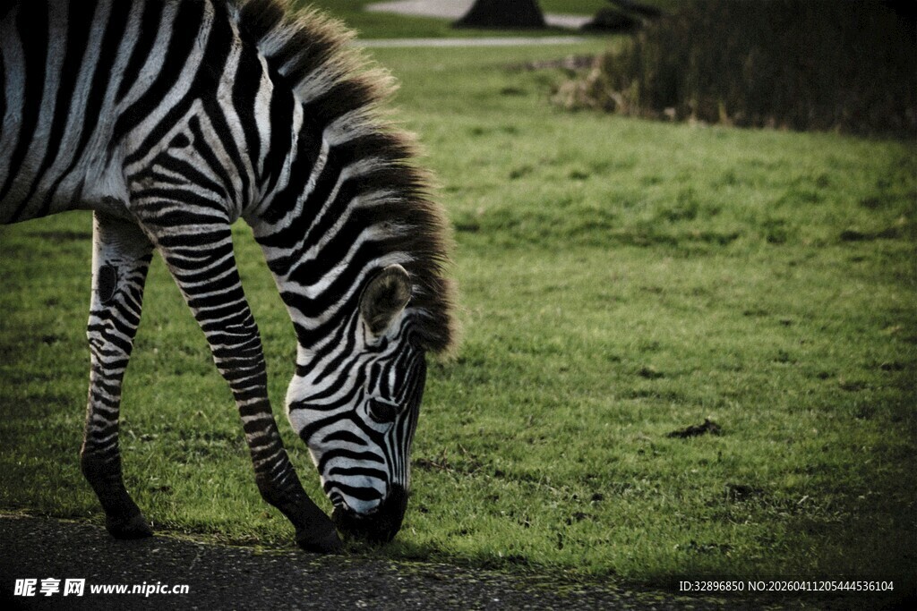 斑马草地低头进食画面