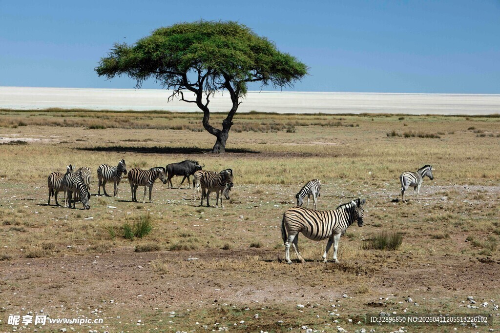 草原上斑马群与孤树