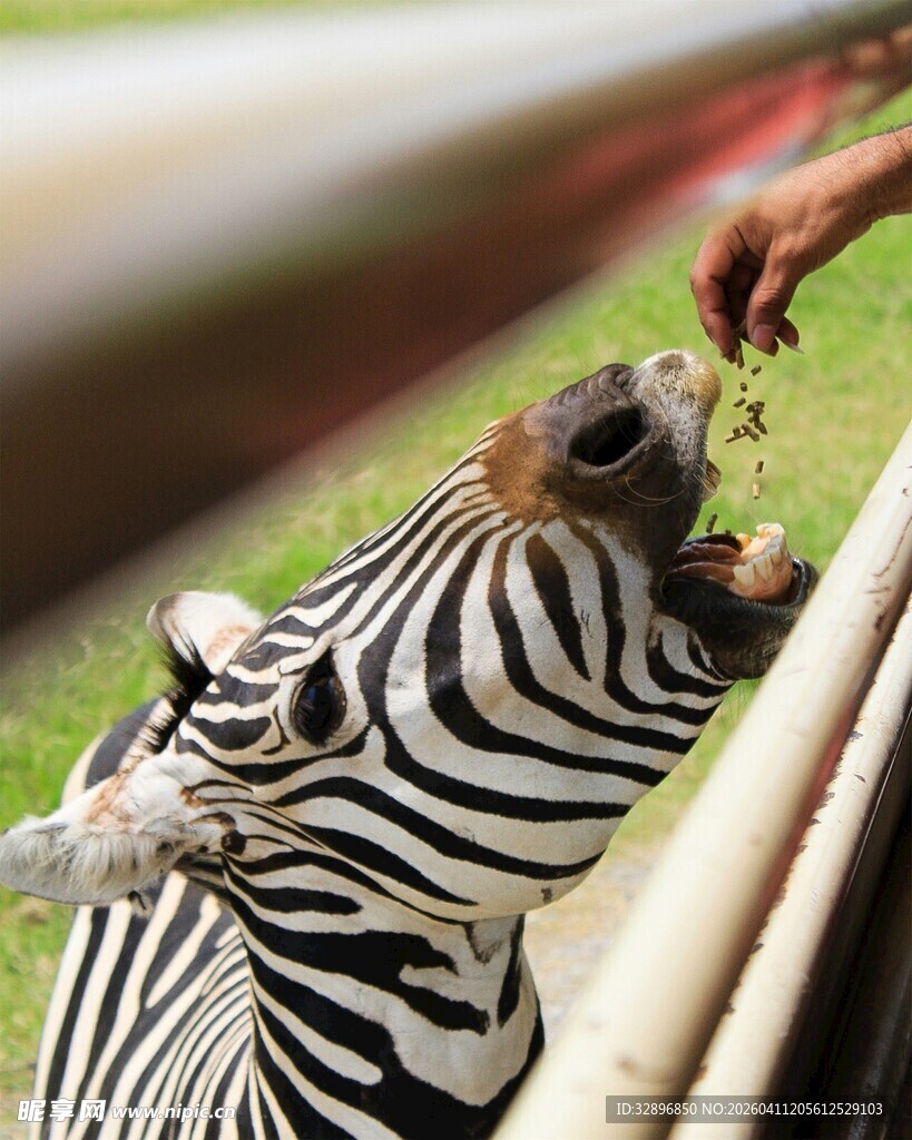 斑马张嘴接食