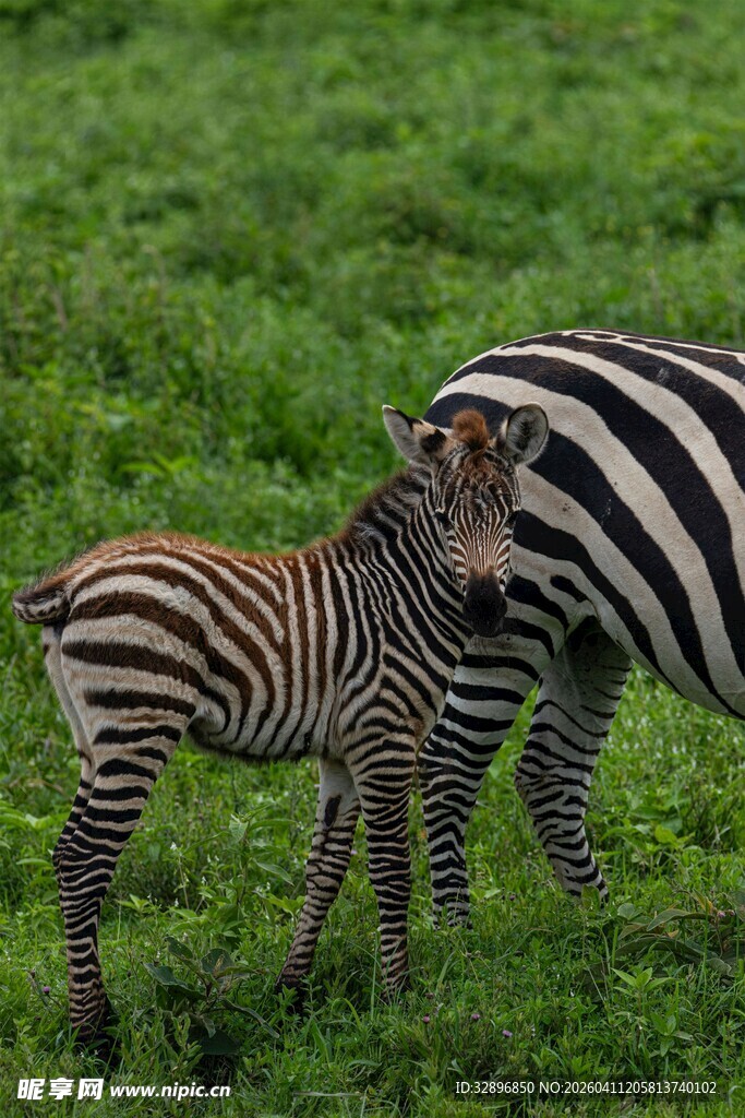 斑马母子亲昵互动